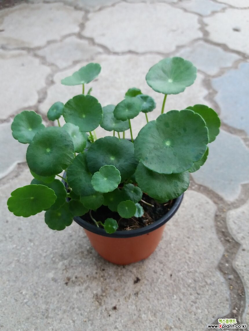 워터코인/수경식물/천연가습기작용 Foliage - Xplant
