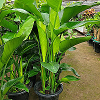 韓国多肉植物 Xplant - 韓国最大の多肉植物ウェブサイト