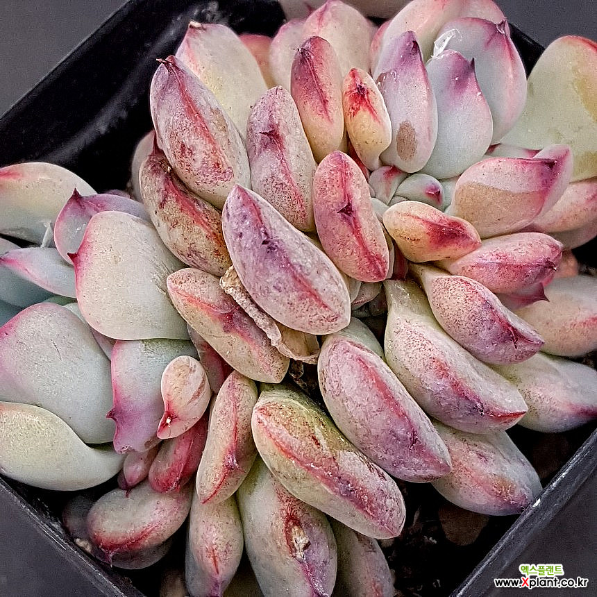 마르쉘(0319-841 : 다육식물 - 엑스플랜트