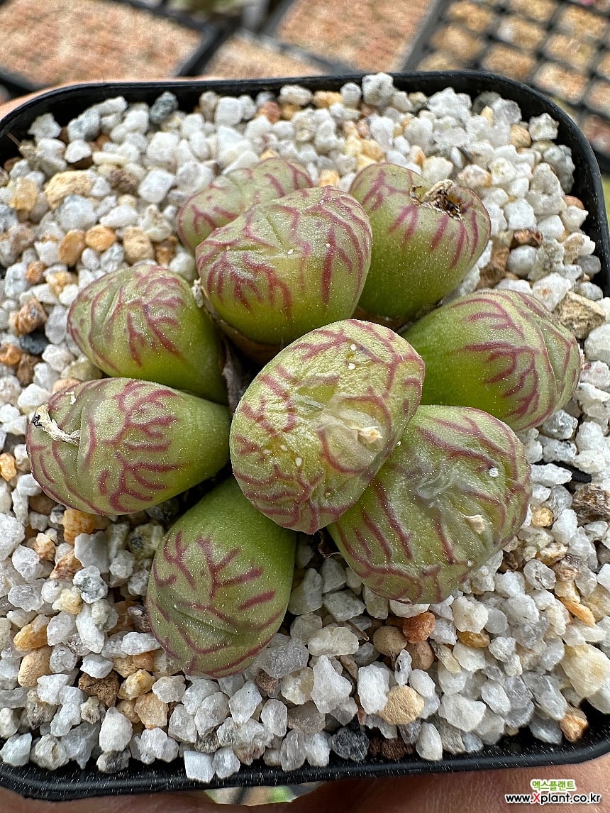 コノフィツム Mabel's Milkman オリンジナル ）紅錦里 多肉植物