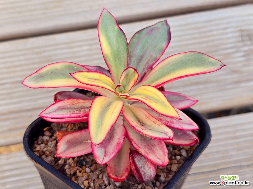 その他多肉植物 Cranky コキリノRoots 新作達 | コキリノSucculents Life