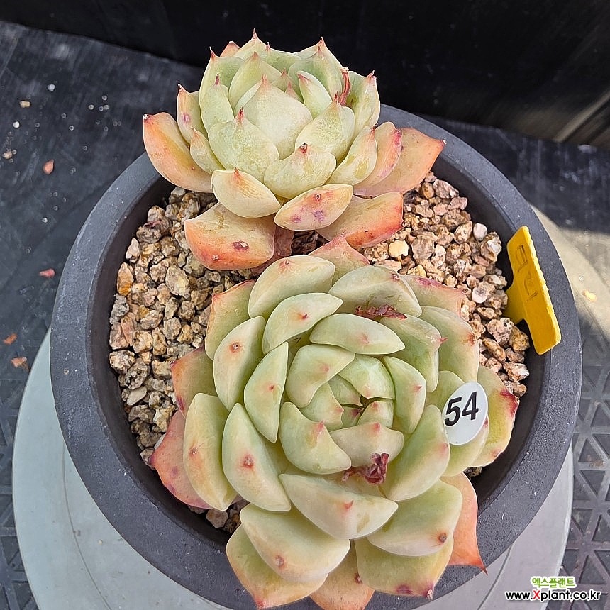 蒂比518-454 518-454 多肉植物 - Xplant