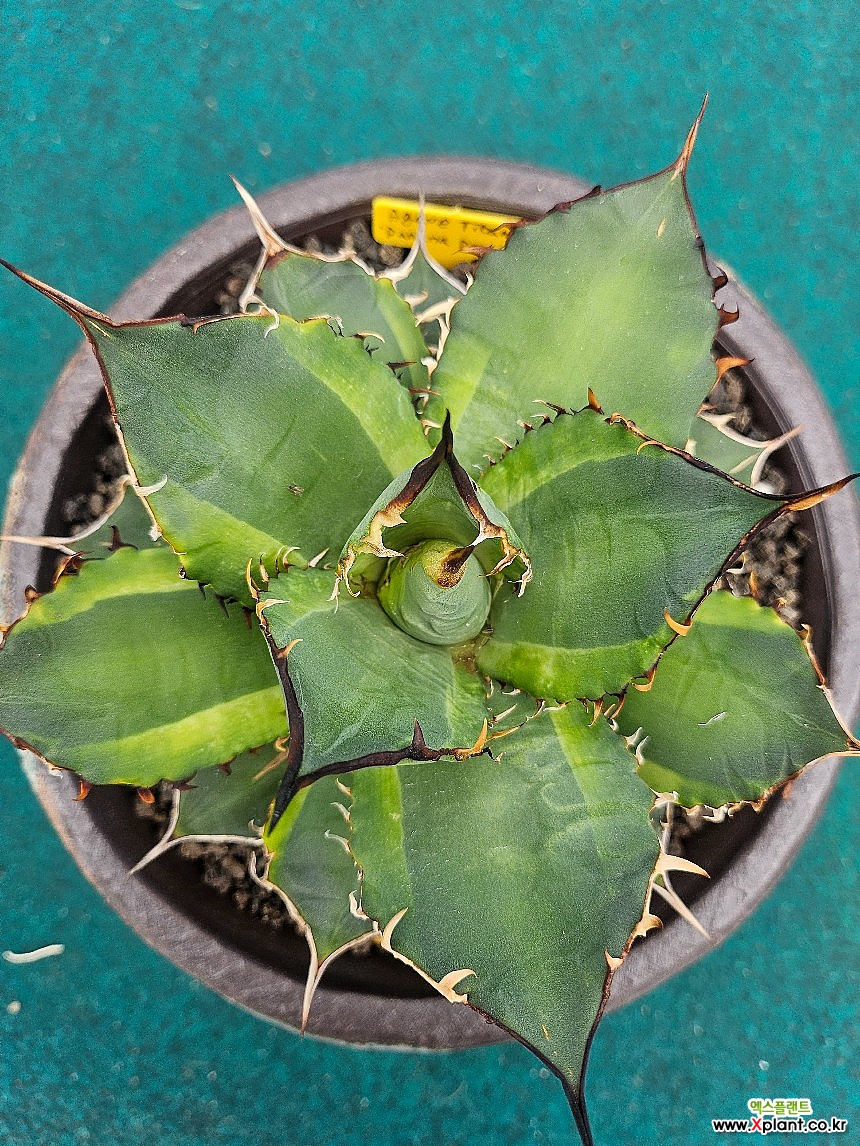 大幅値下げ‼︎agave titanota banana peel アガベ チタノタ バナナ ピール