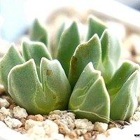 韓国多肉植物 Xplant - 韓国最大の多肉植物ウェブサイト