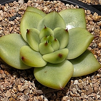 多肉植物 韓国苗 uki✴︎uki Amazon｜多肉植物 苗 ホワイトミニマ錦 韓国産 抜き苗 韓国苗