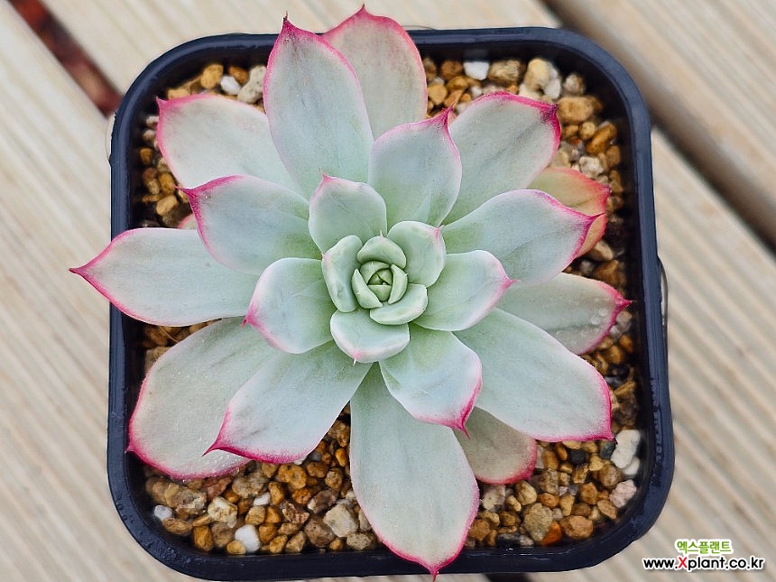 Echeveria Laulensis Variegated - Xplant