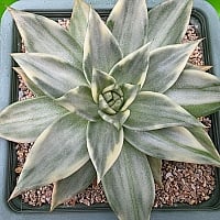 韓国多肉植物 Xplant - 韓国最大の多肉植物ウェブサイト