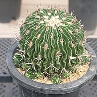 韓国苗6個お得セット 韓国苗 エケベリア おまかせ5種類セット 多肉植物 S〜Mサイズ