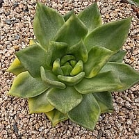 Prizum 特大 (韓国苗) Prizum 特大 (韓国苗)