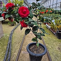 チェアマン　韓国苗 商品一覧 | 多肉植物カット苗の通販 | エケベリア(韓国苗)多肉