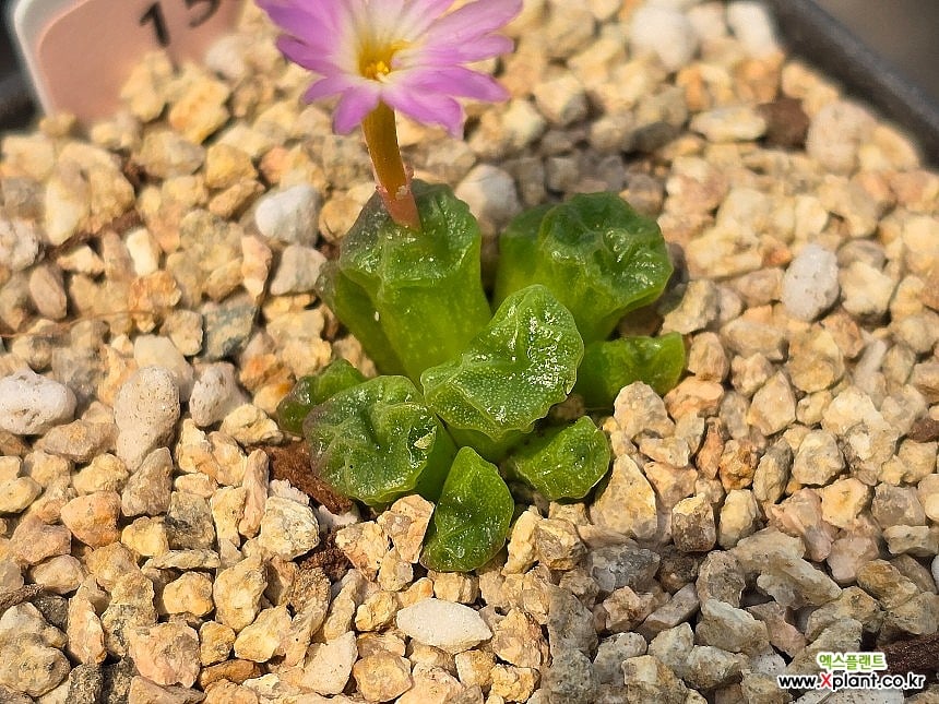 Conophytum ectypum ssp sulcatum 1588 Conophytum - Xplant