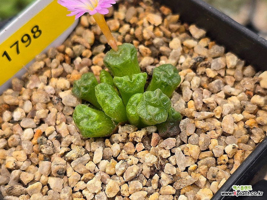 Conophytum ectypum ssp sulcatum 1798 Conophytum - Xplant