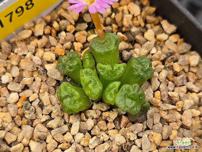 Conophytum ectypum ssp sulcatum 1798 Conophytum - Xplant