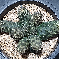 韓国多肉植物 Xplant - 韓国最大の多肉植物ウェブサイト