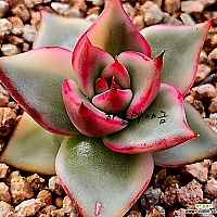 raulensisu 中(韓国苗) The charm of Korean succulent seedlings explodes - YouTube