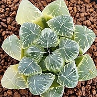 Conophytum ectypum ssp sulcatum 1588 Conophytum - Xplant