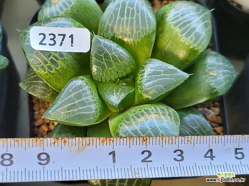 감극 210-2371 : 하월시아 - 엑스플랜트