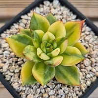 Prizum 特大 (韓国苗) Amazon.co.jp: セネシオ 銀月群生 多肉植物 韓国苗 特大苗カット