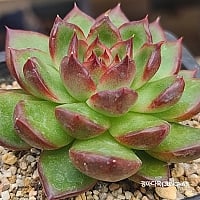 Prizum 特大 (韓国苗) Prizum 特大 (韓国苗)