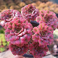 韓国多肉植物 Xplant - 韓国最大の多肉植物ウェブサイト