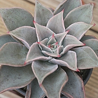 韓国多肉植物 Xplant - 韓国最大の多肉植物ウェブサイト