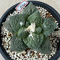 Prizum 特大 (韓国苗) Prizum 特大 (韓国苗)