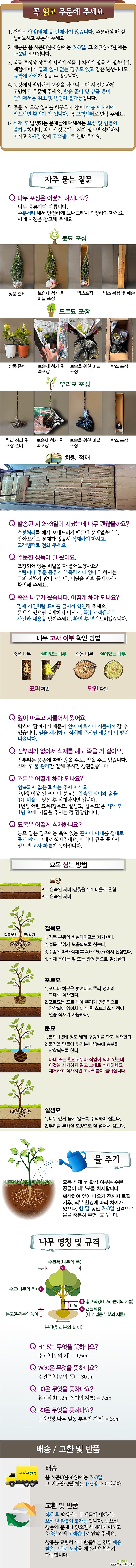 착한가격 나무생각 노각나무 실생3년 1등묘