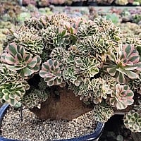 raulensisu 中(韓国苗) raulensisu 中(韓国苗) 韓国苗 エケベリア おまかせ5種類セット 多肉