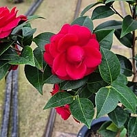 韓国多肉植物 Xplant - 韓国最大の多肉植物ウェブサイト