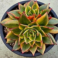 韓国多肉植物 Xplant - 韓国最大の多肉植物ウェブサイト