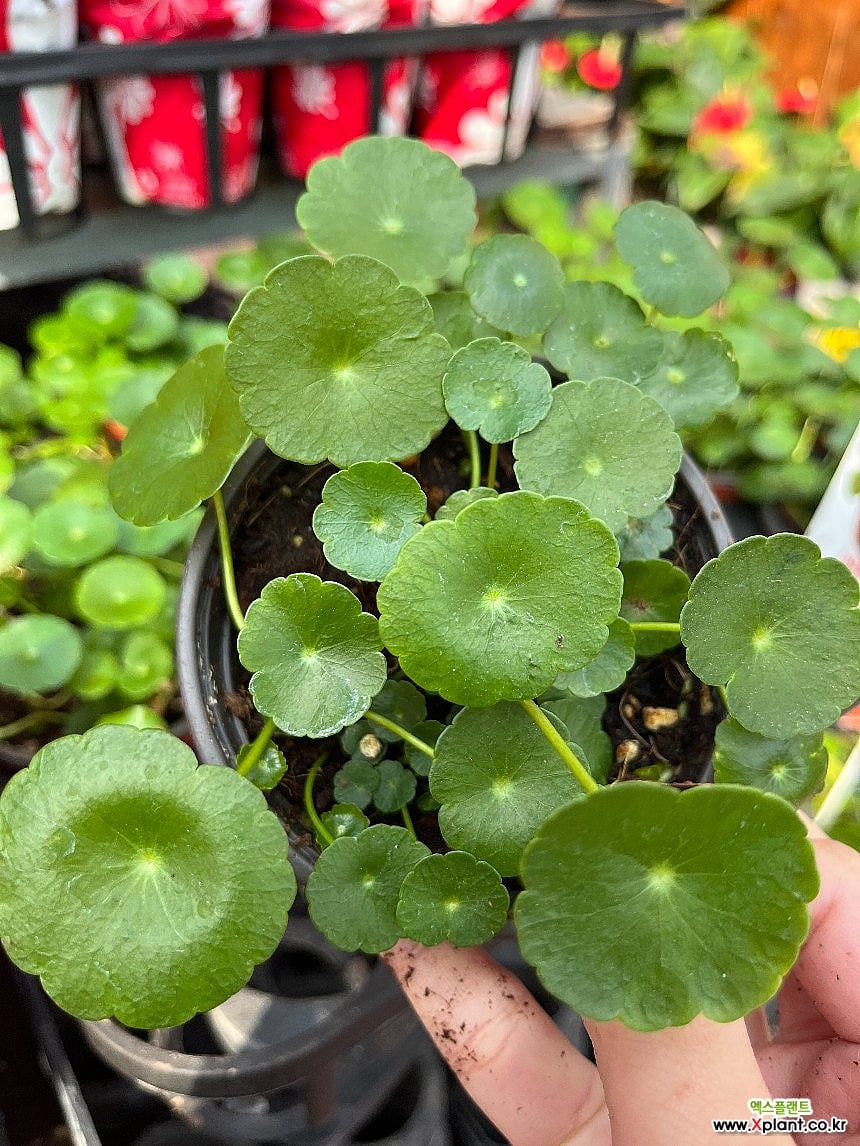 물방울퀸워터 랜덤발송 워터코인