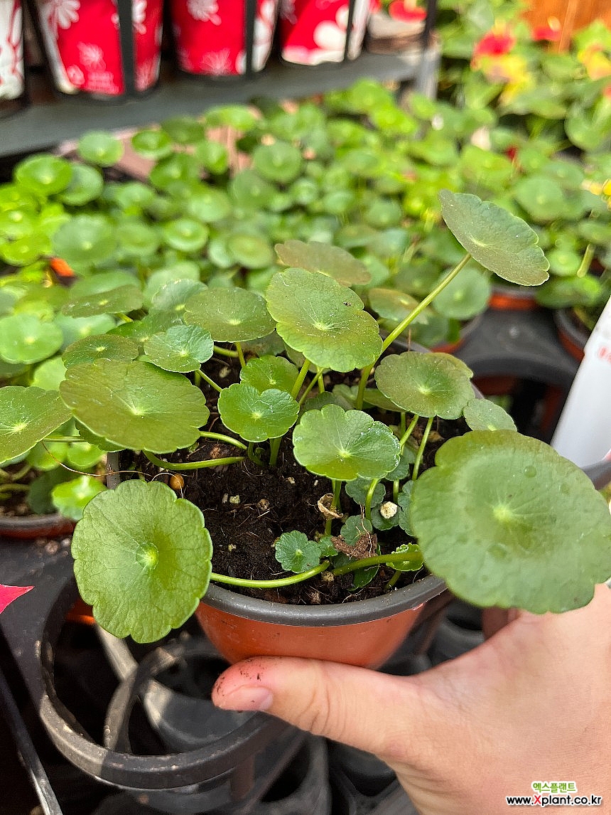 물방울퀸워터 랜덤발송 워터코인