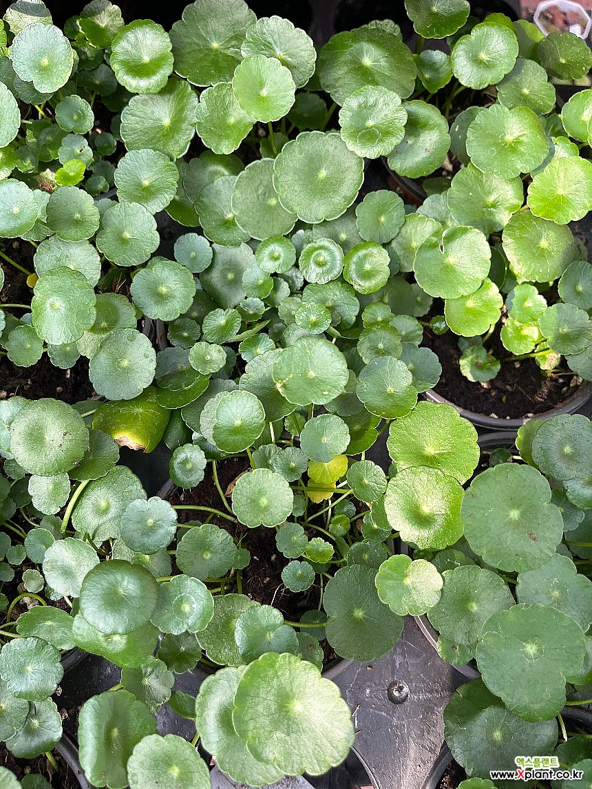 물방울퀸워터 랜덤발송 워터코인