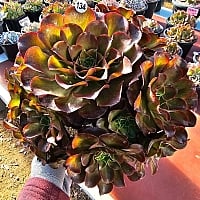 チェアマン 韓国苗 チェアマン 韓国苗 【公式通販】