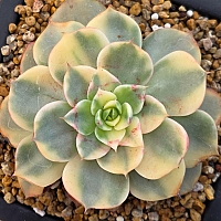 Prizum 特大 (韓国苗) Prizum 特大 (韓国苗)