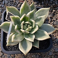 韓国多肉植物 Xplant - 韓国最大の多肉植物ウェブサイト