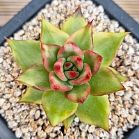 韓国多肉植物 Xplant - 韓国最大の多肉植物ウェブサイト