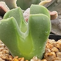 韓国多肉植物 Xplant - 韓国最大の多肉植物ウェブサイト