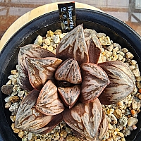 韓国多肉植物 Xplant - 韓国最大の多肉植物ウェブサイト