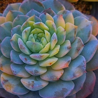 韓国多肉植物 Xplant - 韓国最大の多肉植物ウェブサイト