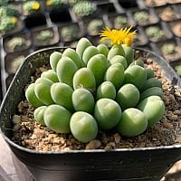 コノフィツム バケロラム : xplant