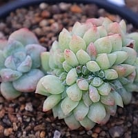 Conophytum ectypum ssp sulcatum 1588 Conophytum - Xplant