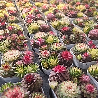 raulensisu 中(韓国苗) raulensisu 中(韓国苗)