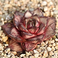 韓国多肉植物 Xplant - 韓国最大の多肉植物ウェブサイト