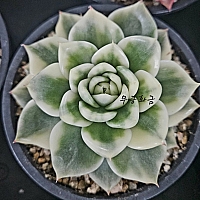 韓国多肉植物 Xplant - 韓国最大の多肉植物ウェブサイト