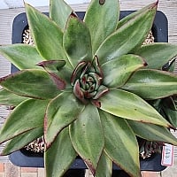 チェアマン　韓国苗 チェアマン 韓国苗