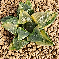 チェアマン　韓国苗 チェアマン 韓国苗 The charm of Korean succulent seedlings explodes