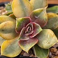 チェアマン　韓国苗 韓国多肉植物 Xplant - 韓国最大の多肉植物ウェブサイト