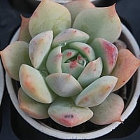 チェアマン　韓国苗 韓国多肉植物 Xplant - 韓国最大の多肉植物ウェブサイト