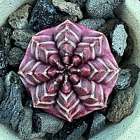 韓国多肉植物 Xplant - 韓国最大の多肉植物ウェブサイト